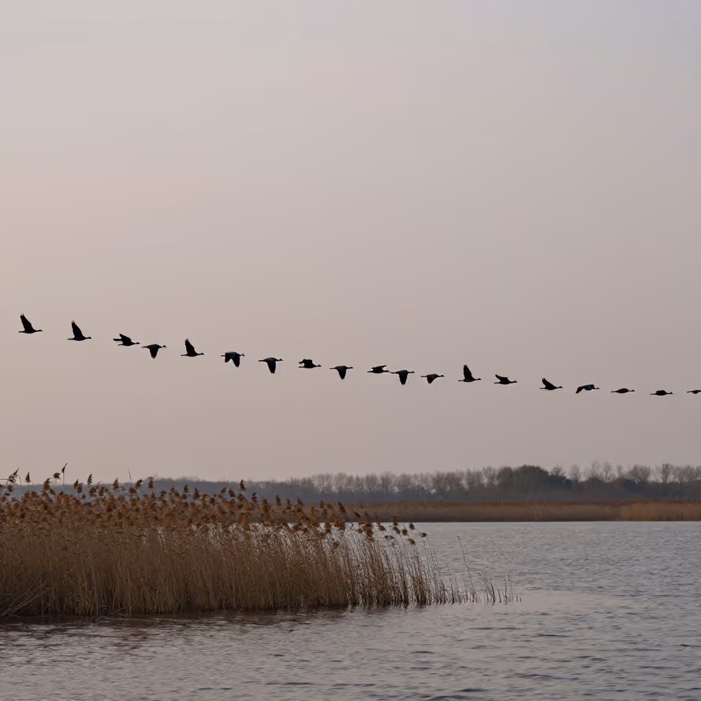 Visual example for Flug: der Flug