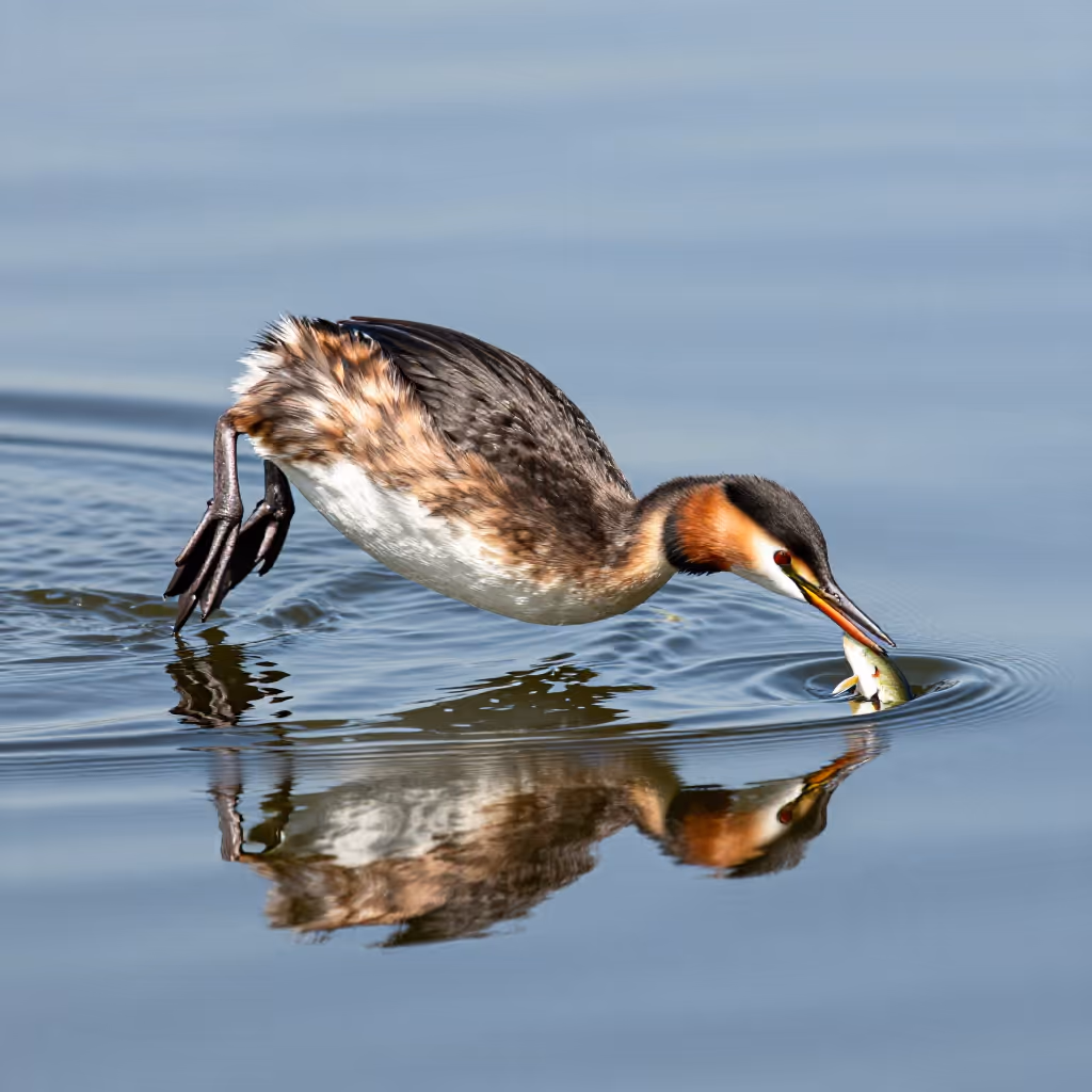 Visual example for Taucher: der Taucher