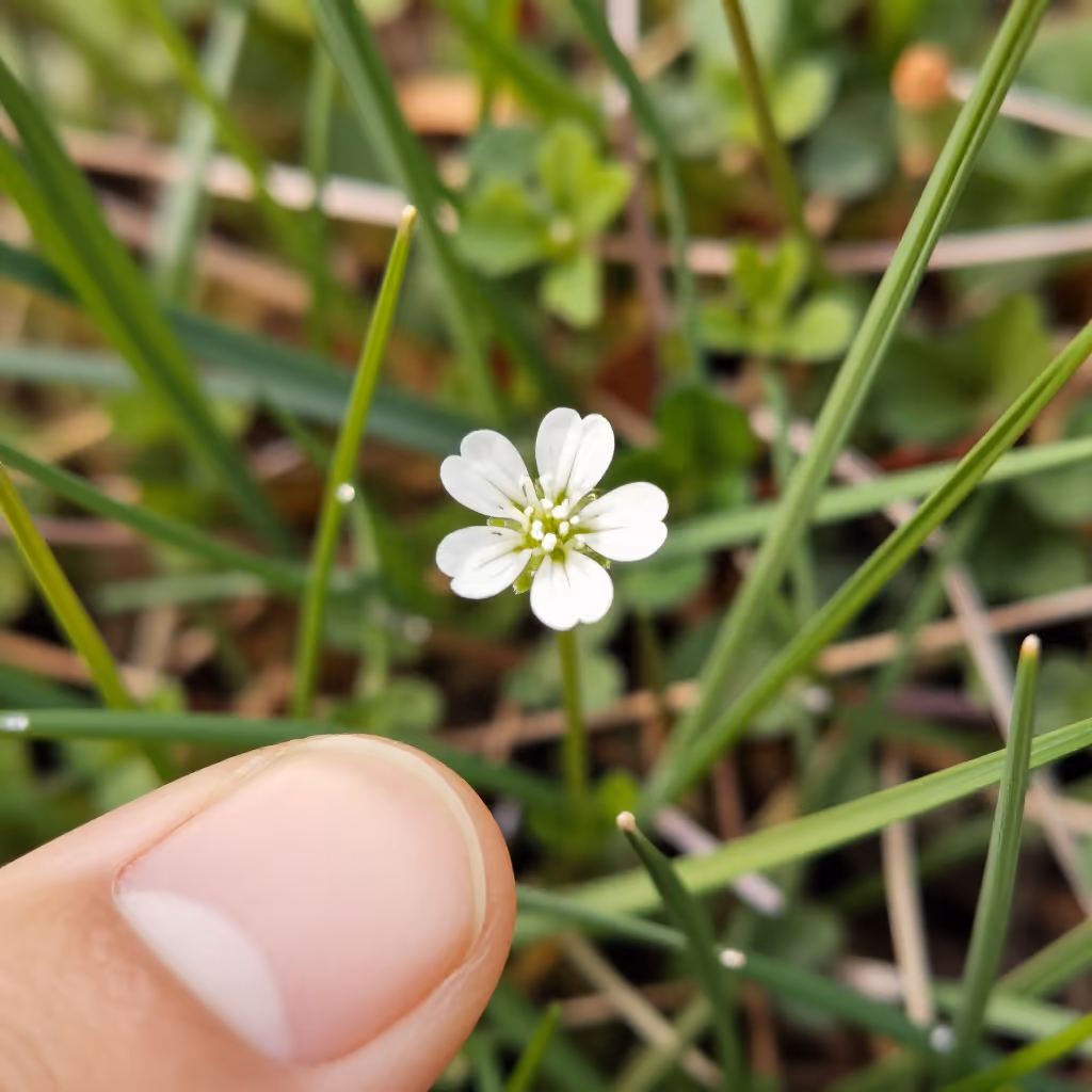 Visual example for Blümchen: das Blümchen